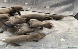 Staffordshire Bull Terrier dogs for sale: Blue Staffordshire bull terrier  - Image 3