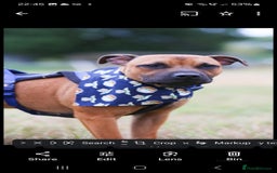 Staffordshire Bull Terrier dogs for sale: Staffordshire Bull terrier male red  - Image 12