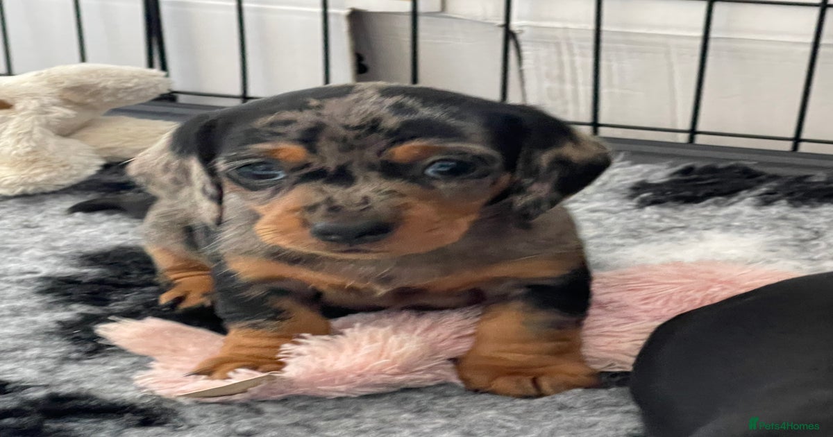 Mini Dachshund Craigslist Dachshund Inland Empire Mini Dachshund