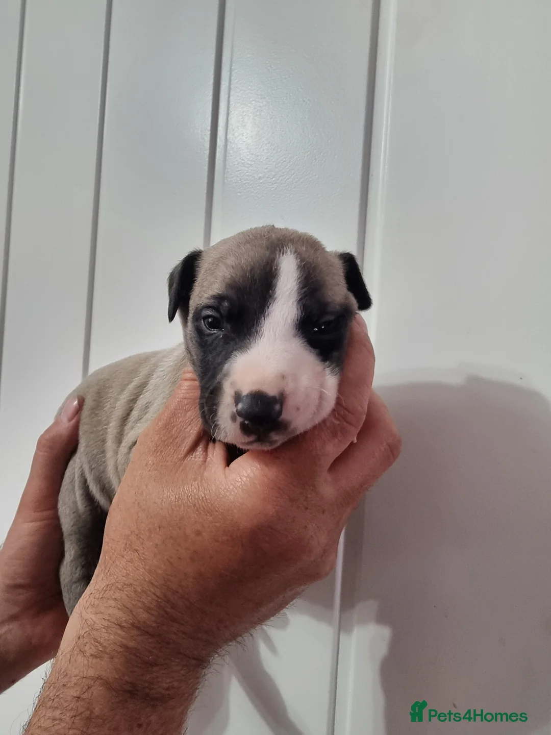 Whippet dogs for sale: Beautiful whippet puppys  in South Shields - Advert 2
