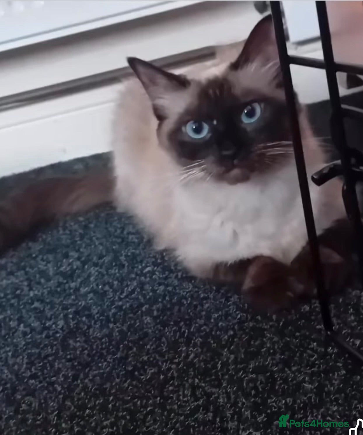 Ragdoll cats Female Ragdoll  - Advert 16