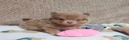Pomeranian dogs for sale: Amazing Tiny lilac pomeranian girls  - Advert 6