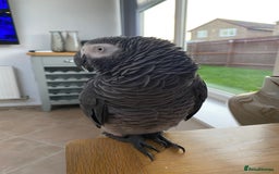 Parrots birds for sale: African Grey - Image 2