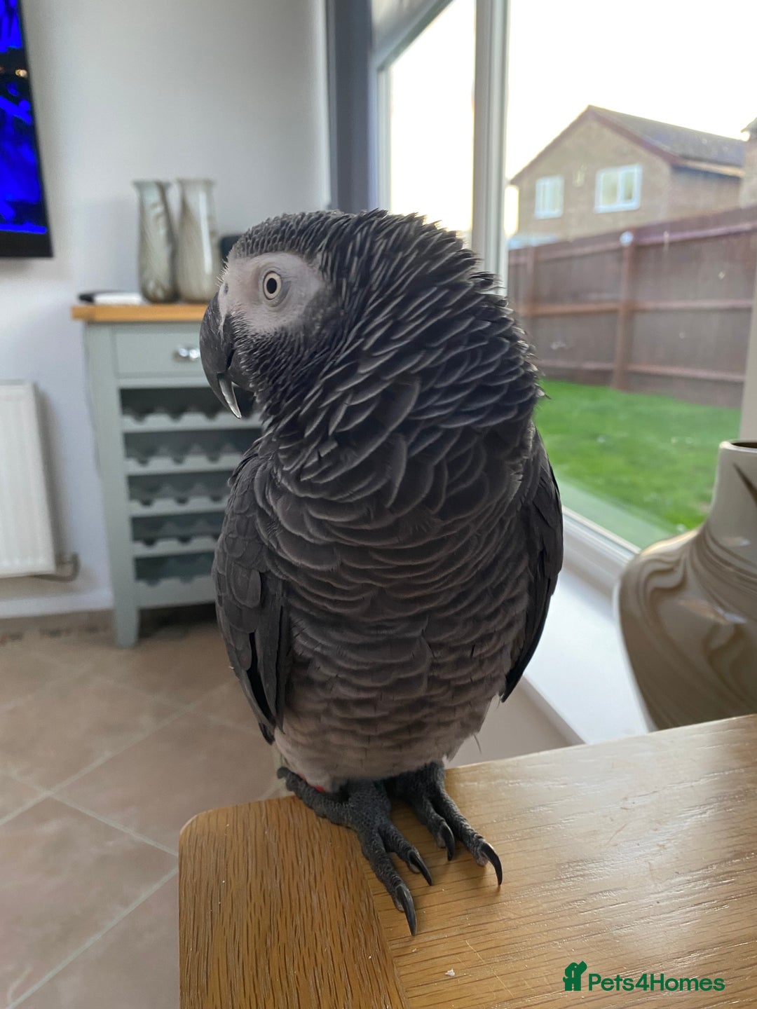 Parrots birds for sale: African Grey - Image 2
