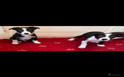 Border Collie dogs for sale: Border collie puppies  - Advert 2