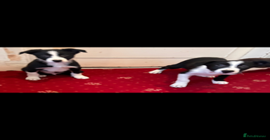 Border Collie dogs Border collie puppies  - Advert 16