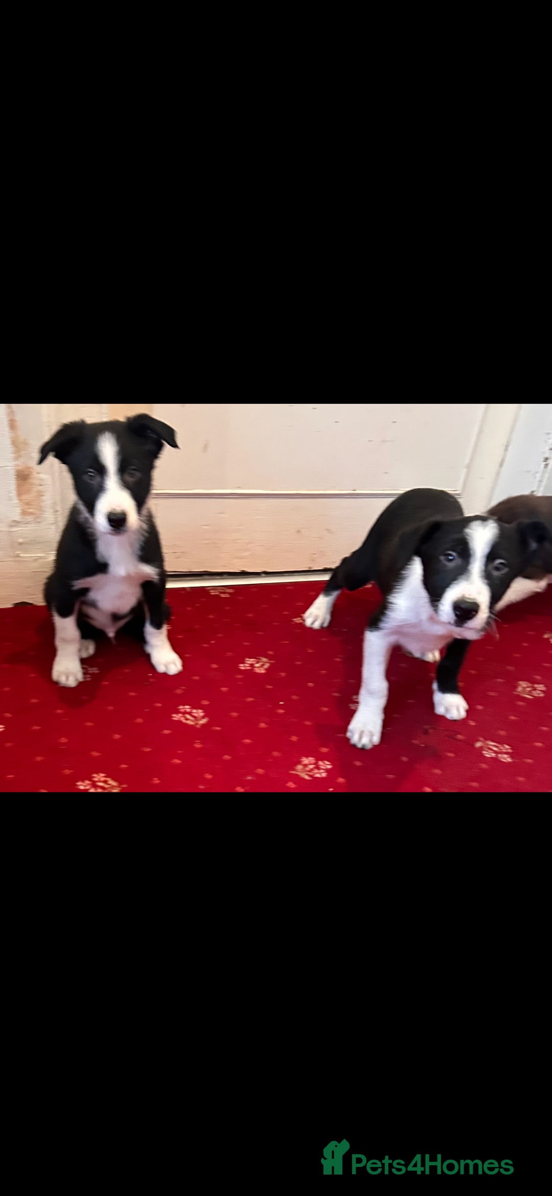 Border Collie dogs for sale: Border collie puppies  - Advert 2