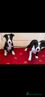 Border Collie dogs Border collie puppies - Advert 5