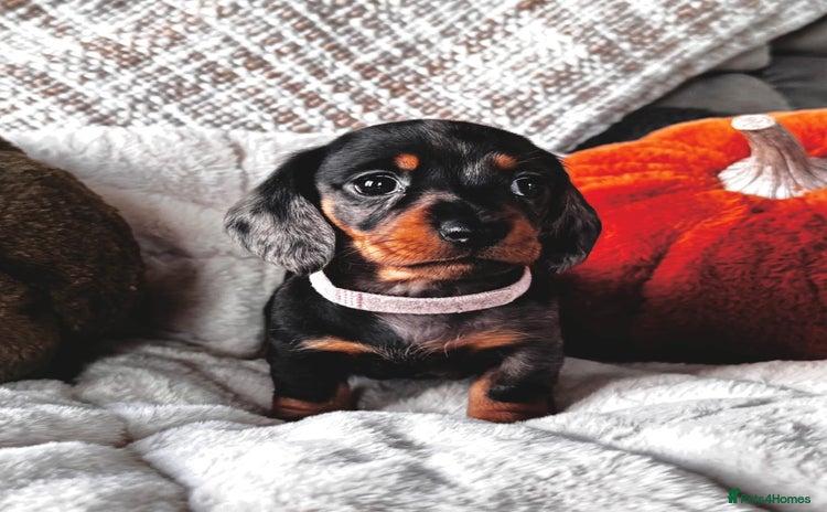 Miniature Dachshund dogs - Advert 3