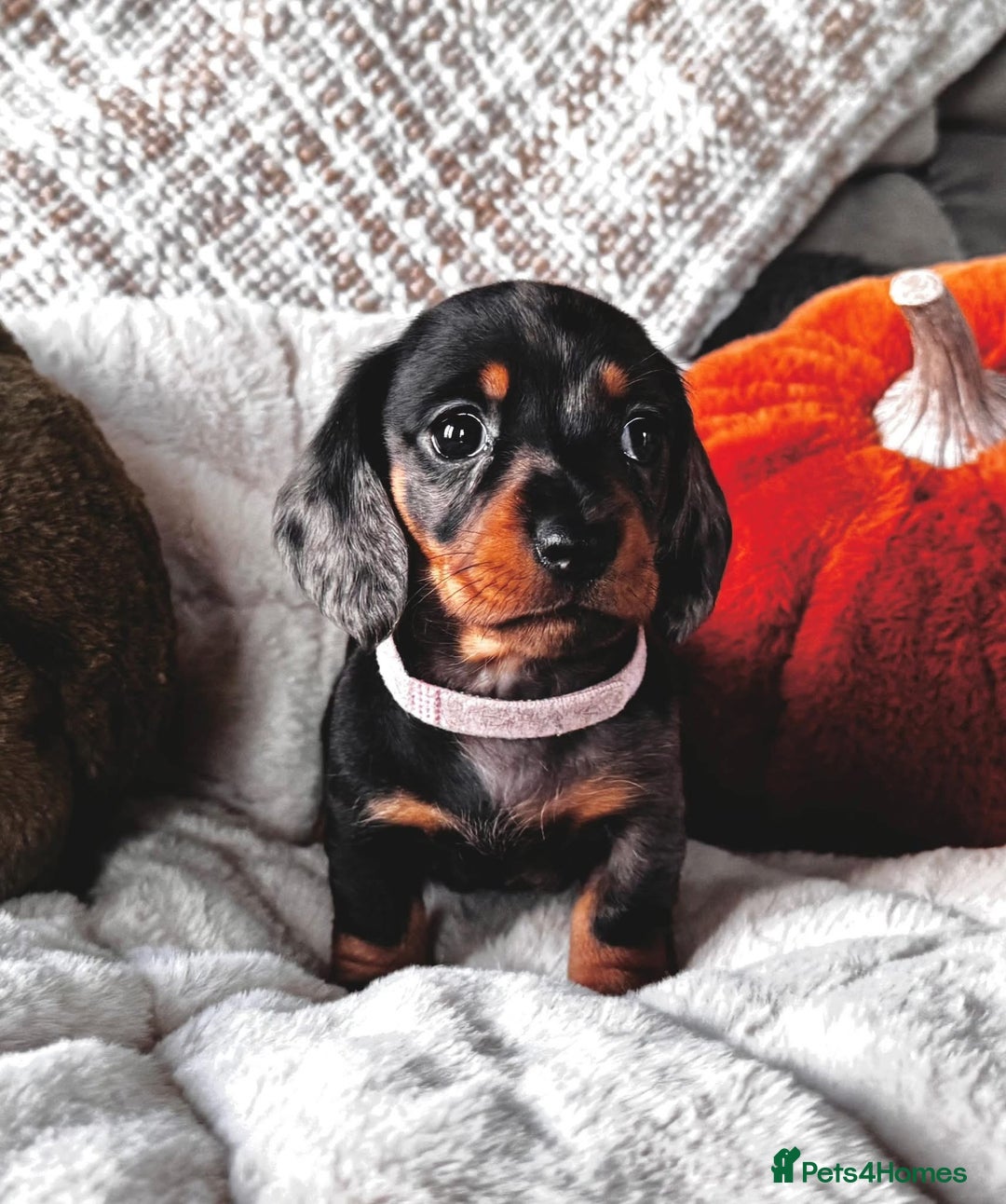 Miniature Dachshund dogs for sale: The most beautiful KC reg Mini Daschund puppies  - Image 1