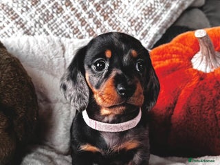 Miniature Dachshund dogs - Advert 27