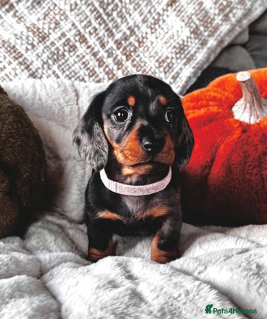 Miniature Dachshund dogs - Advert 6