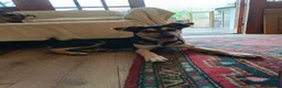 Mixed Breed dogs for adoption: Loving Maisie for adoption  - Advert 2