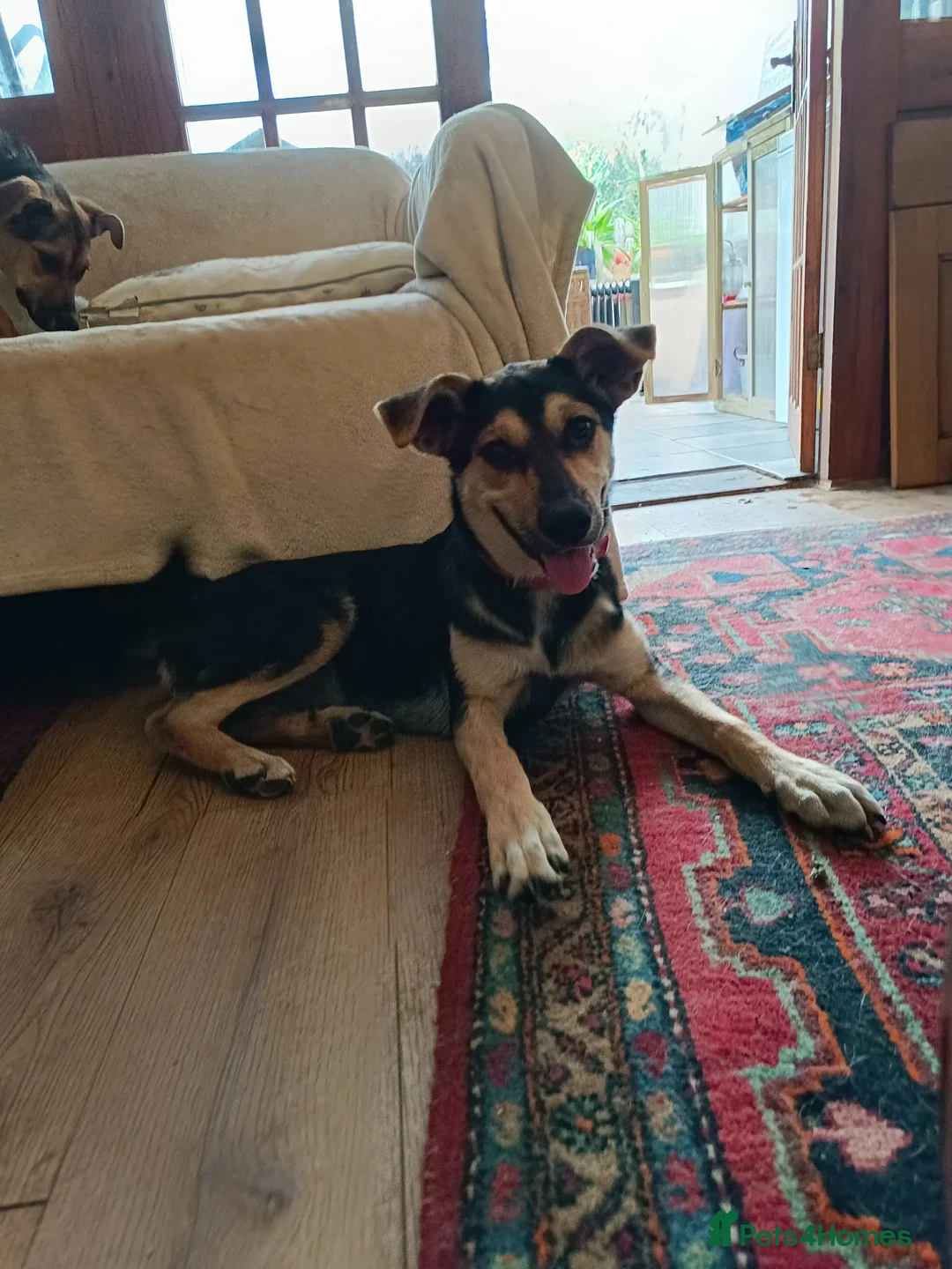 Mixed Breed dogs for adoption: Loving Maisie for adoption  - Advert 2