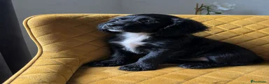 Cocker Spaniel 1