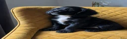 Cocker Spaniel dogs for sale: Cocker Spaniel Puppies – 2 Available in Birmingham - Advert 5