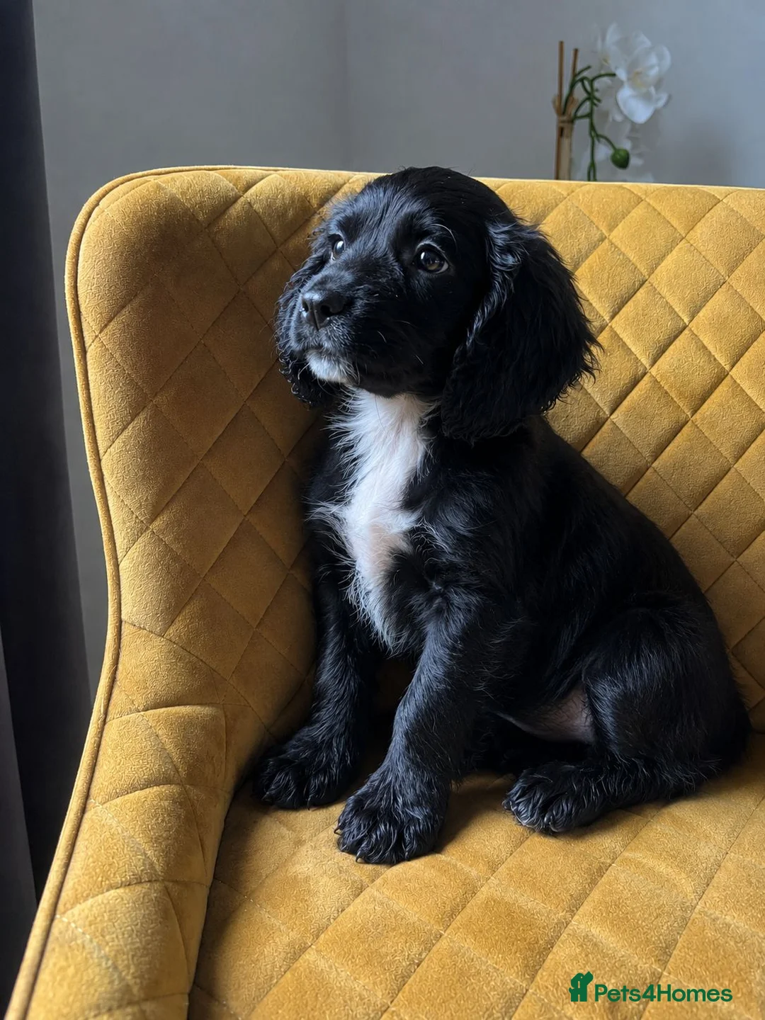 Cocker Spaniel dogs for sale: Cocker Spaniel Puppies – 2 Available in Birmingham - Advert 5