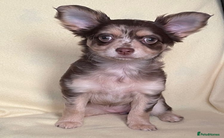 Chihuahua dogs Long Coated Merle Chihuahua Puppies **ONE LEFT** - Advert 5