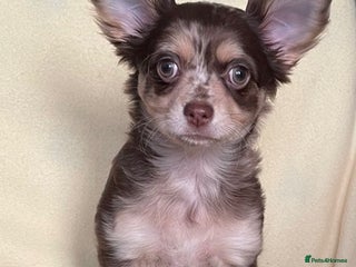 Chihuahua dogs Long Coated Merle Chihuahua Puppies **ONE LEFT** - Advert 15