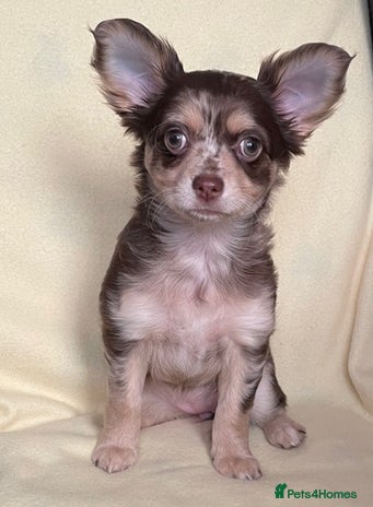 Chihuahua dogs Long Coated Merle Chihuahua Puppies **ONE LEFT** - Advert 5