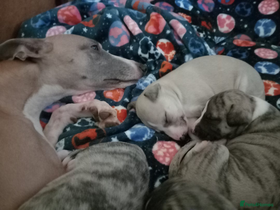 Whippet dogs for sale: Top Class Whippet Puppies - Image 6