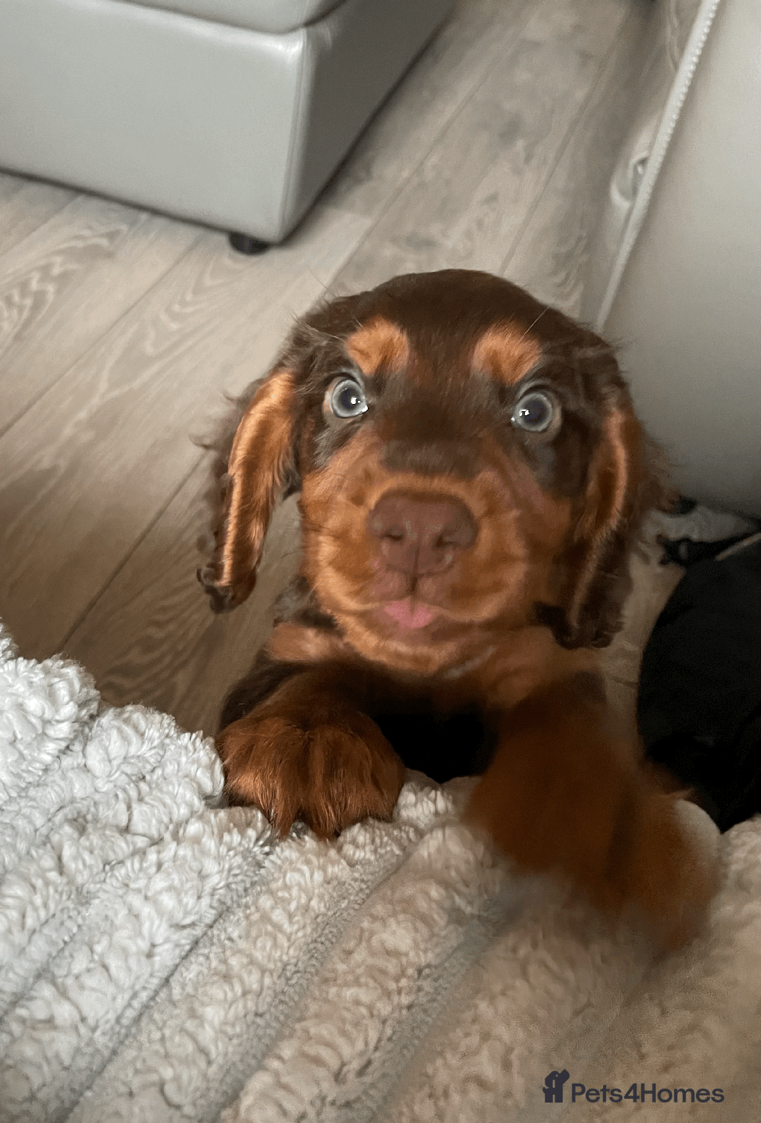Cocker Spaniel dogs for sale: Cocker Spaniel Pups Outstanding Pedigree Lines! - Advert 14