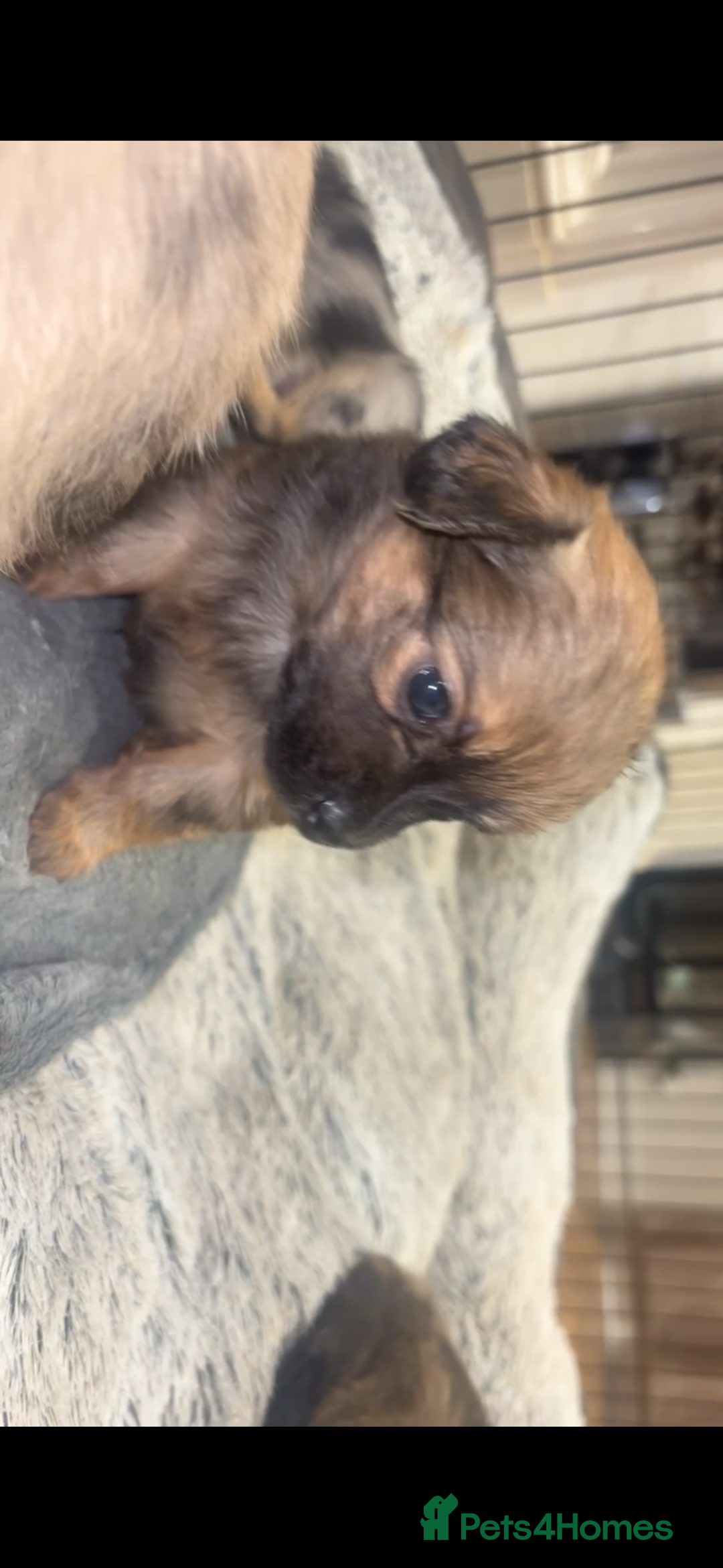 Chihuahua dogs for sale: MERLE CHIHUAHUAS 🐶 2 BOYS 1 GIRL STILL AVAILABLE - Advert 21