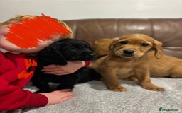 Cocker Spaniel dogs for sale: RED & BLACK COCKER SPANIEL PUPPIES READY NOW 🐶🧡  - Image 9
