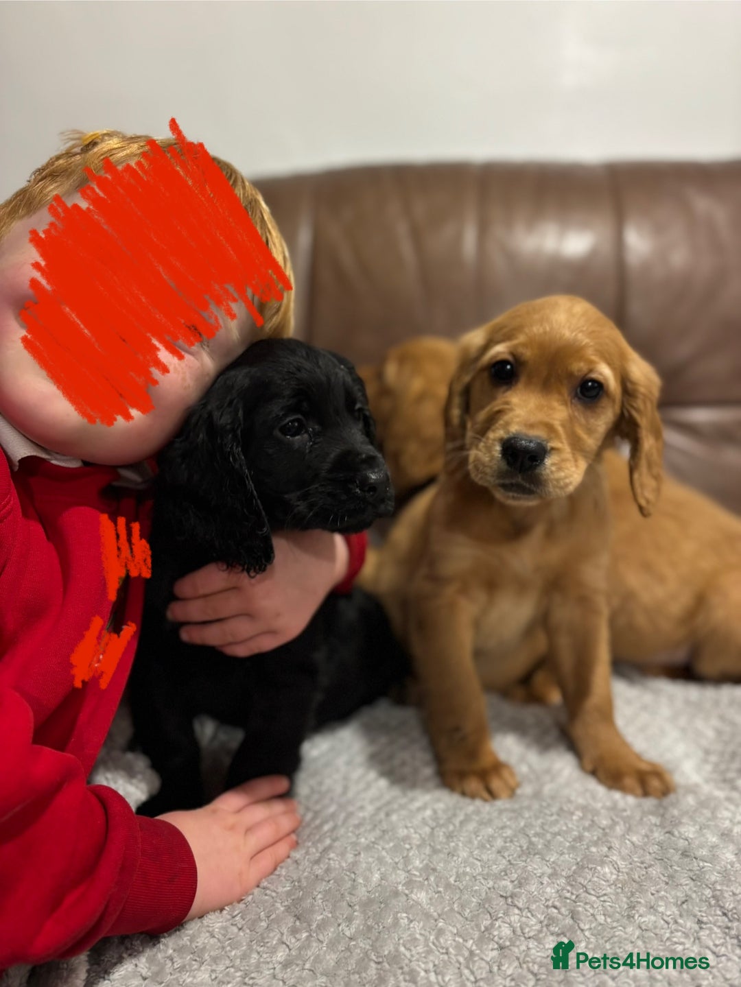 Cocker Spaniel dogs for sale: RED & BLACK COCKER SPANIEL PUPPIES READY NOW 🐶🧡  - Image 9