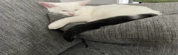 British Shorthair cats for sale: Two male kittens to good home in Leven - Advert 2
