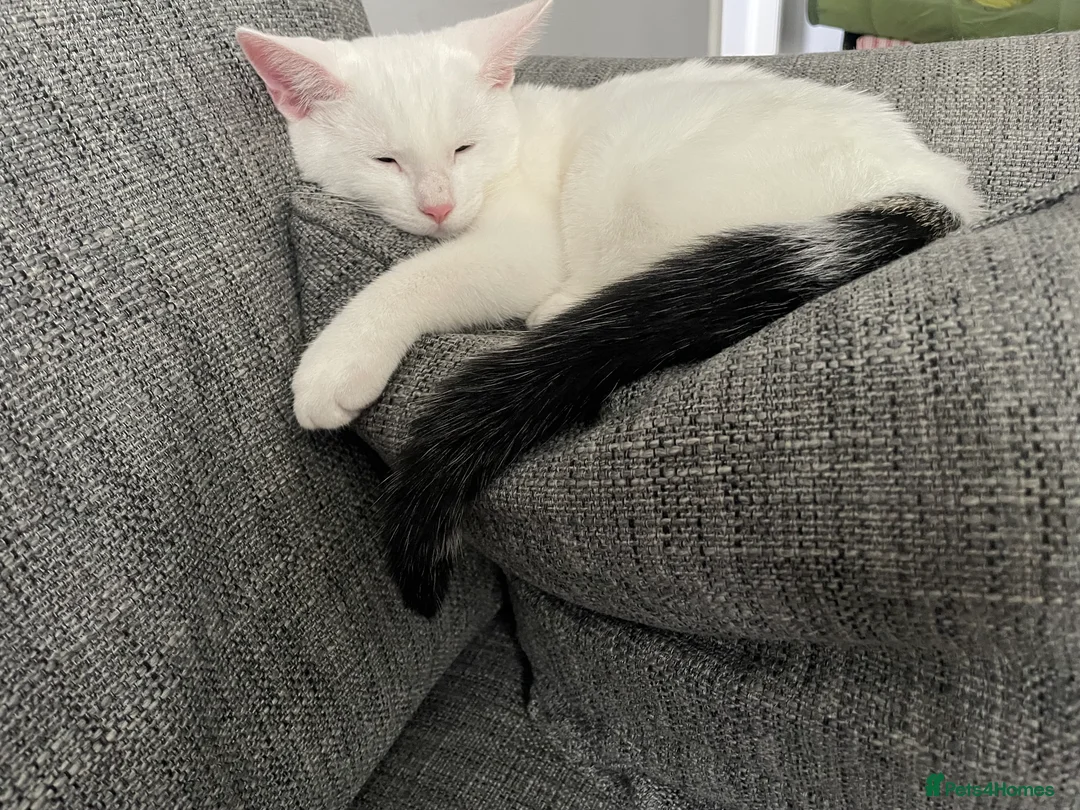 British Shorthair cats for sale: Two male kittens to good home in Leven - Advert 2