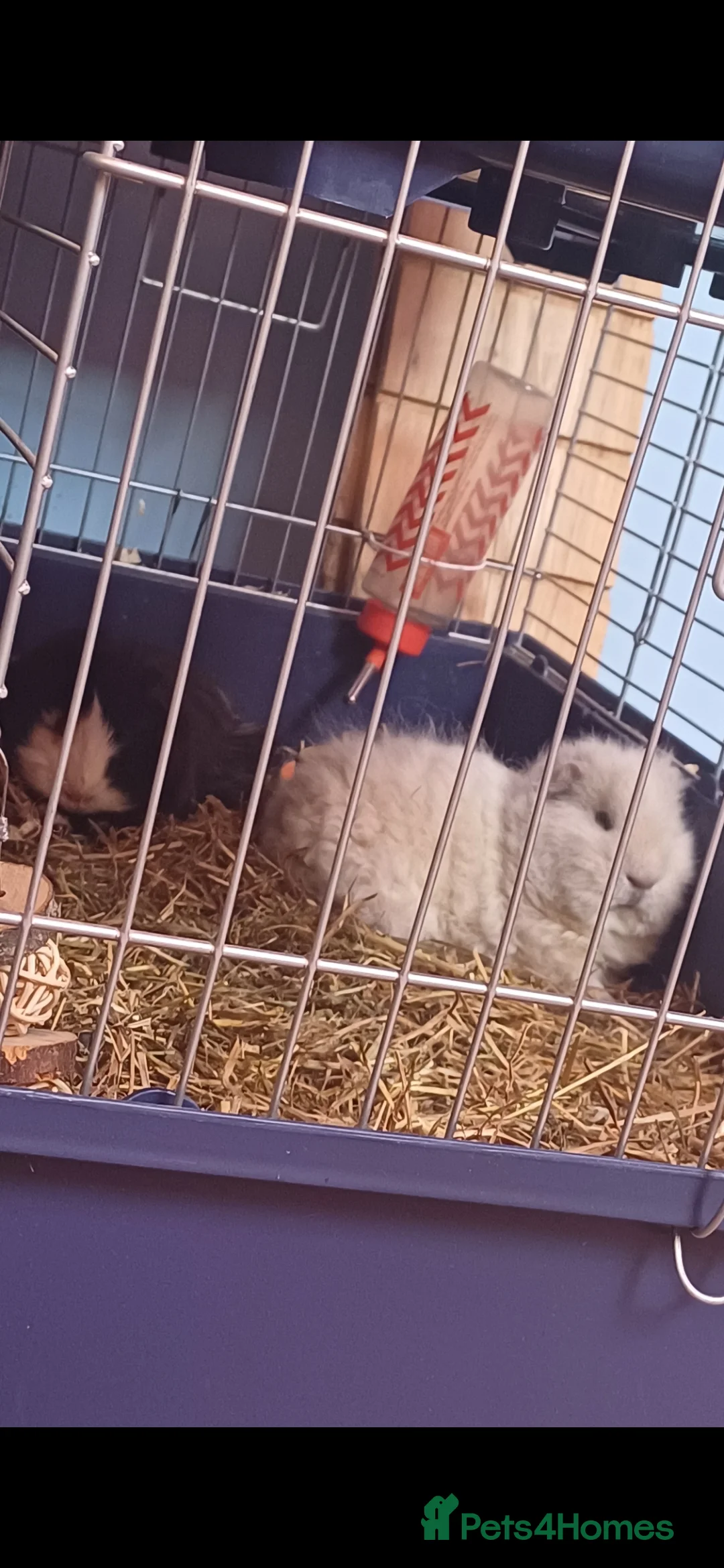 Guinea Pig rodents for sale: Two sweet guinea pigs + full setup - Advert 1