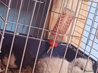 Guinea Pig rodents Cloud and rain+everything you need for them - Advert 9