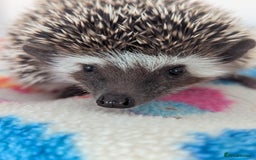 Pygmy Hedgehog rodents for sale: Beautiful Baby Hoglets Ready Now - Image 5