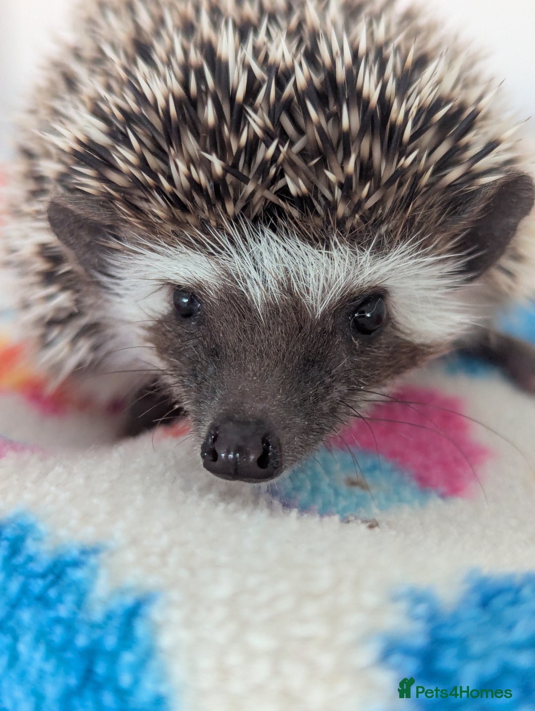Pygmy Hedgehog rodents for sale: Beautiful Baby Hoglets Ready Now - Image 5