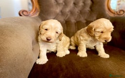 Cockapoo dogs for sale: cockapoo F1 - Image 1