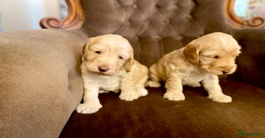 Cockapoo dogs - Advert 2