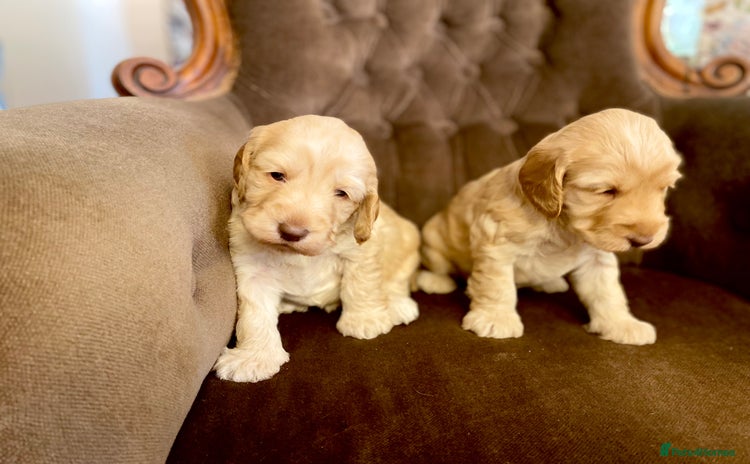 Cockapoo dogs - Advert 15