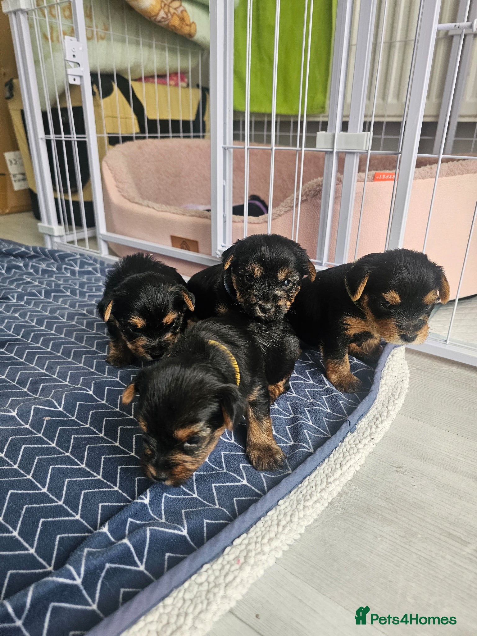 Yorkshire Terrier dogs 2 Girls and 1 boy left. Yorkshire Terrier puppies  - Advert 4