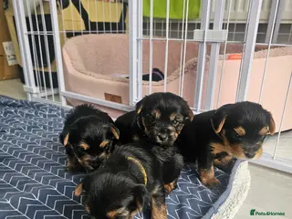 Yorkshire Terrier dogs 2 Girls and 1 boy left. Yorkshire Terrier puppies - Advert 4