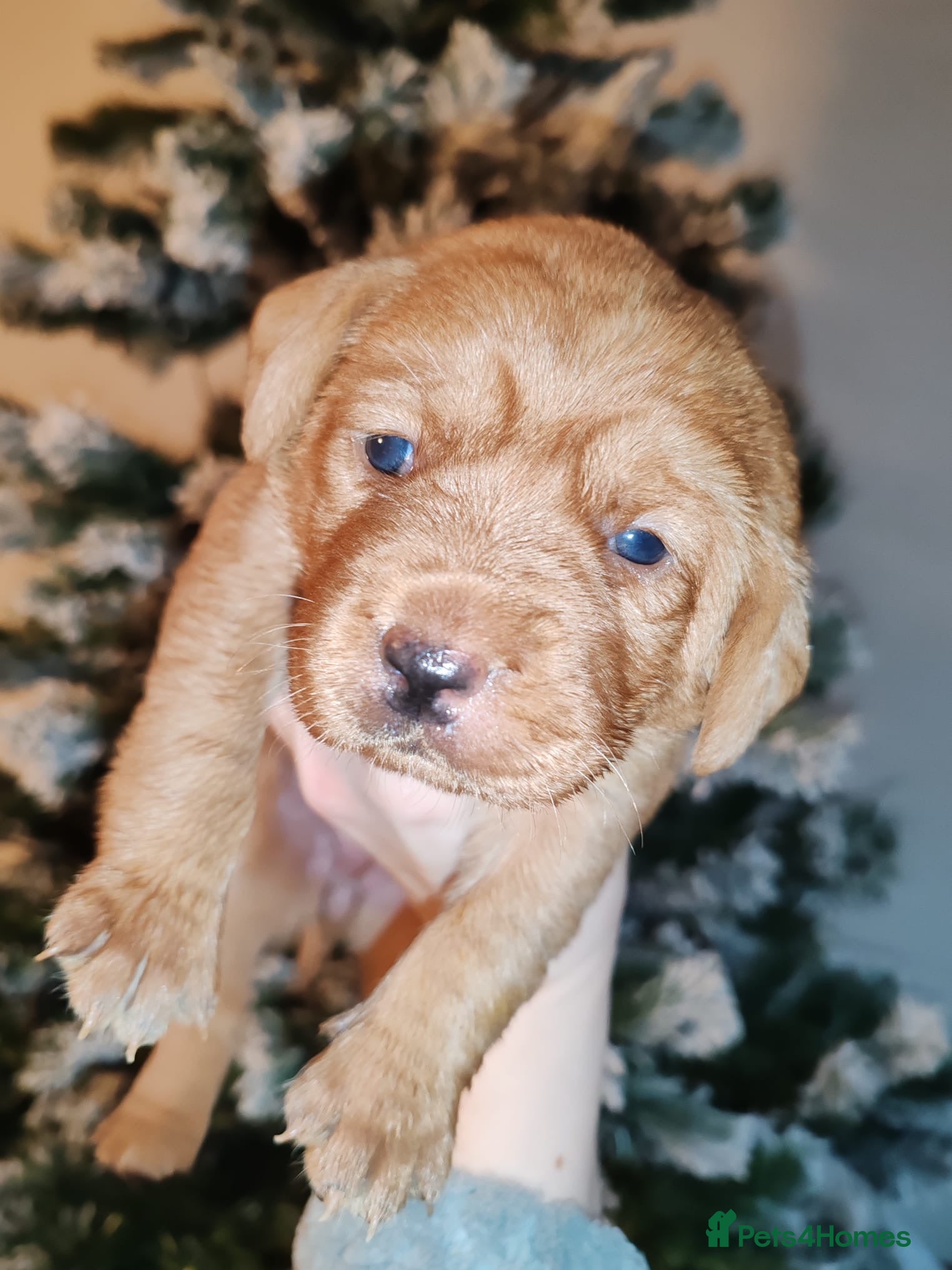 Labrador Retriever dogs LABRADOR PUPPIES GIRL AND BOY FOX RED 🐶🐕 - Advert 6