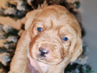 Labrador Retriever dogs LABRADOR PUPPIES GIRL AND BOY FOX RED 🐶🐕 - Advert 5