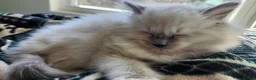 Ragdoll cats for sale: 2 Ragdoll kittens for sale in London - Advert 2