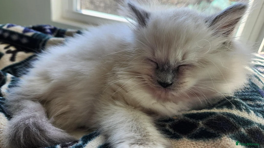 Ragdoll cats for sale: 2 Ragdoll kittens for sale in London - Advert 2
