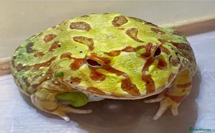 Frog reptiles Pacman frog - yellow and orange male 1 year old  - Advert 7