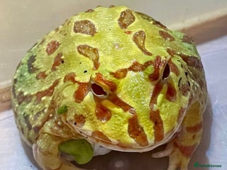 Frog reptiles Pacman frog - yellow and orange male 1 year old - Advert 1