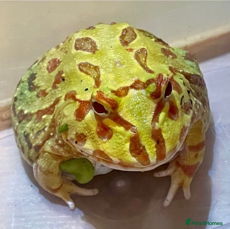 Frog reptiles Pacman frog - yellow and orange male 1 year old - Advert 1