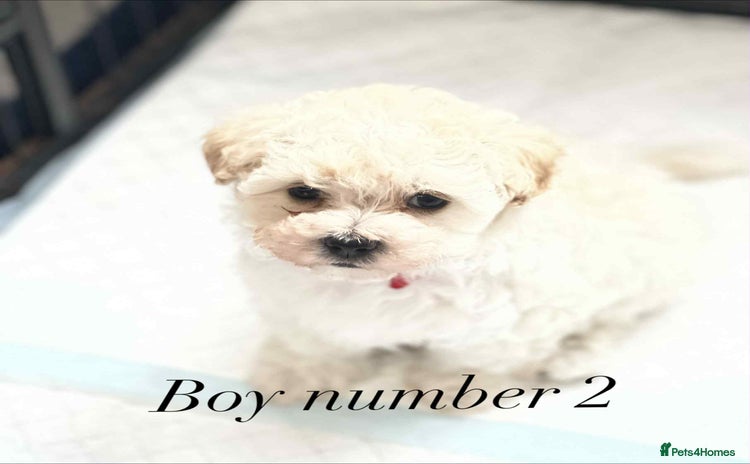 Maltipoo dogs - Advert 12