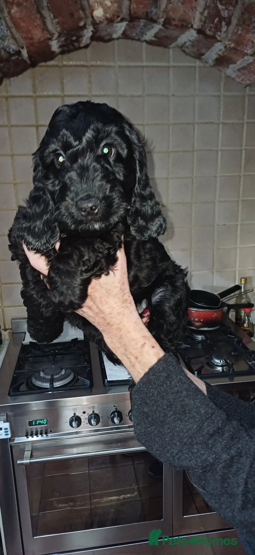Cockapoo dogs for sale: Cockapoos F1 - Advert 4