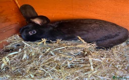 Mixed Breed rabbits for sale: 2 bunnies for rehoming - Image 2